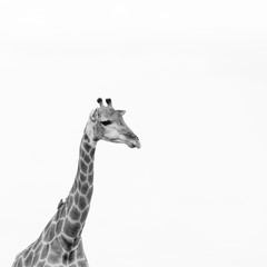 Head and neck of giraffe, photographed in monochrome at Kruger Safari Park in South Africa., on white background. © Lois GoBe