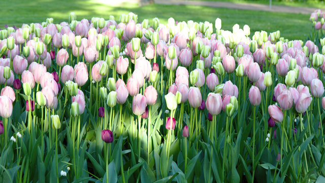 Beautiful tulib flower bed in warming day in spring, outdoor park