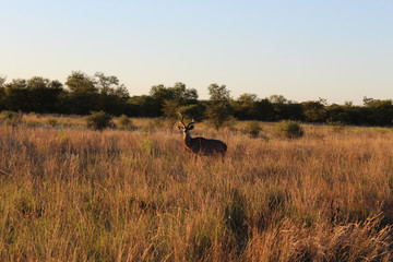 Obraz na płótnie Canvas wildebeest in south africa