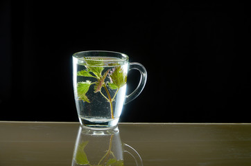 Cup of medicinal nettle tea on black background