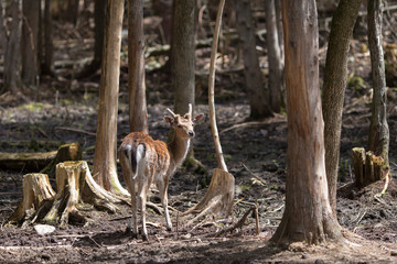 Back view of cute young male fallow deer standing in wooded area clearing looking back, Beauce region, Quebec, Canada