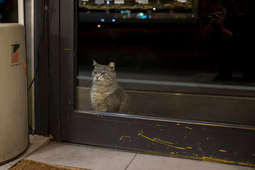 cat at the door