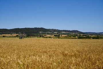 Spanish Field