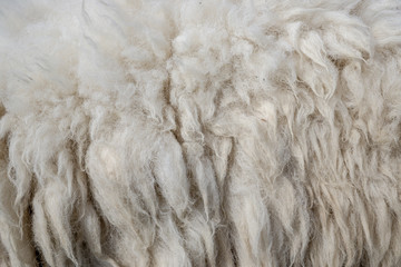 Wool sheep closeup for background ,Raw wool background. Also softness, warmness concept.