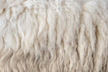 Wool sheep closeup for background ,Raw wool background. Also softness, warmness concept.