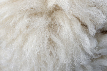 Wool sheep closeup for background ,Raw wool background. Also softness, warmness concept.