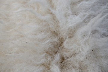 Wool sheep closeup for background ,Raw wool background. Also softness, warmness concept.
