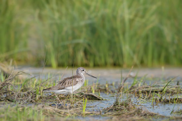 Common Greenshank - Tringa nebularia, shore water bird common in European swamps and fresh waters, Hortobagy National Park, Hungary.