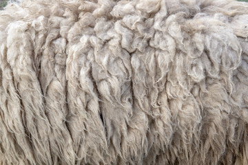 Wool sheep closeup for background ,Raw wool background. Also softness, warmness concept.