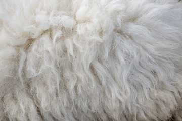 Wool sheep closeup for background ,Raw wool background. Also softness, warmness concept.