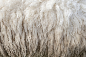 Wool sheep closeup for background ,Raw wool background. Also softness, warmness concept.