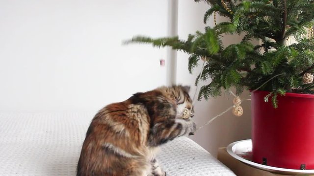 Innocent adorable young tabby Maine coon cat is playing with small Christmas tree and Christmas decorations on white background