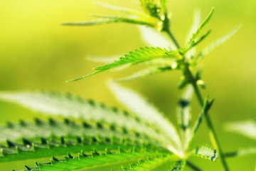 Green leaves of fresh cannabis close up.