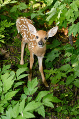Day old skinny wobbly fawn with spots hiding alone in forest while mother is out foraging Toronto