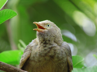 sparrow is looking for some grains to eat