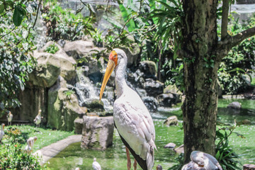 The closeup image of stork (Ciconia boyciana, ciconiiformes) in park in sunny day