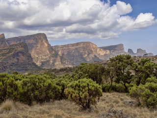 Dry grassland and lobelia Lobelia rhynchopetalum in Simien Mountains National Park, Ethiopia