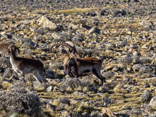 A herd of very rare walia ibex, Capra walie in high in the mountains of Simien mountains national park, Ethiopia. - obrazy, fototapety, plakaty