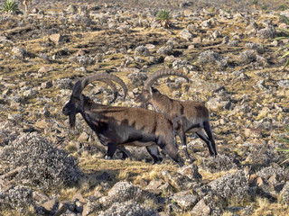 Large male rare Walia ibex, Capra walie, in Simien mountains national park, Ethiopia. - obrazy, fototapety, plakaty
