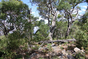 Im Wald am Boroka Lookout im Grampians-Nationalpark in Australien
