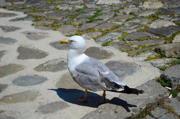 Gull walking on the pavement in search of food