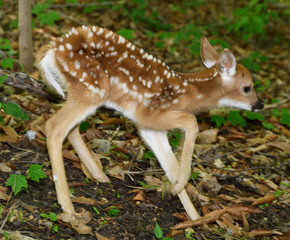 Day old white tailed deer fawn with spots and unsteady legs wobbling away in a forest Toronto