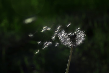 Flying dandelion seeds. Wind blows dandelion seeds - 271609591