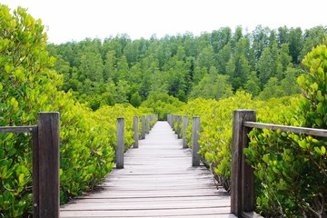 wooden path in the park