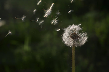 Dandelions With Wind In Field - Seeds Blowing Away green grass