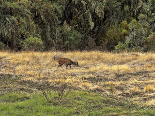 Very rare Menelik bushbuck, Tragelaphus scriptus menelik i, in Simien mountains national park, Ethiopia.