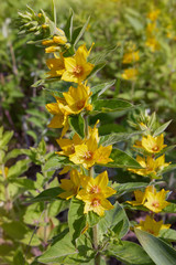 Lysimachia vulgaris, yellow loosestrife or loosestrife garden plant in bloom 