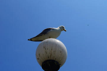 A seagull sits on a street lamp in the form of a ball