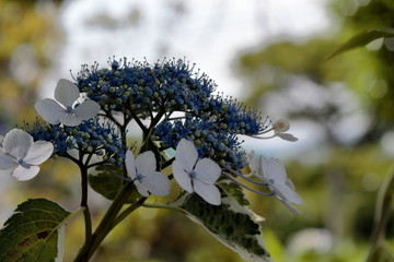 The flower language for hydrangea varies with color.