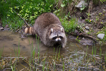 Large raccoon seen entering shallow pond during spring day, Québec City, Quebec, Canada