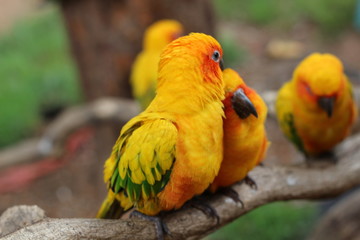 colorful parrot on a branch