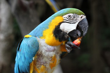blue and yellow macaw