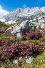 Erika im wilden Kaisergebirge in Österreich