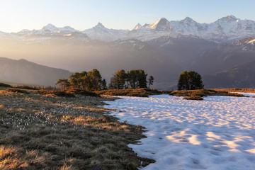  Krokuswiese bei Interlaken mit Berner Alpen