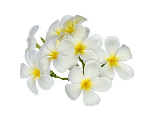 Naklejka na ściany i meble frangipani flowers isolated on white background