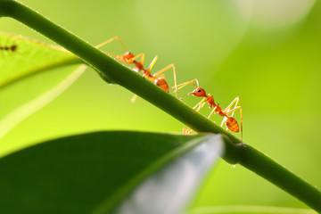 Small ants (Oecophylla smaragdina) climbing on branches.