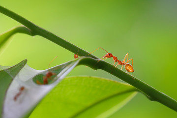 Small ants (Oecophylla smaragdina) climbing on branches.