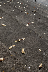 The leaf which fell on stairs of the concrete 