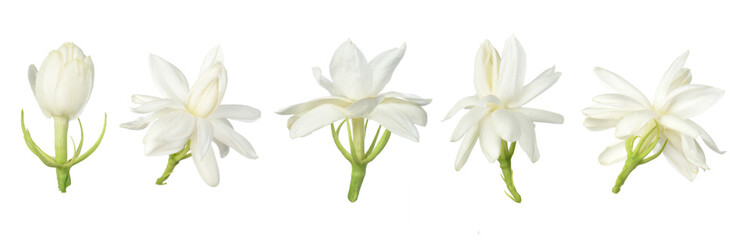 White flower, Thai jasmine flower  isolated on white background.