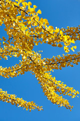 Yellow Ginkgo biloba branch against the blue sky, selective focus.