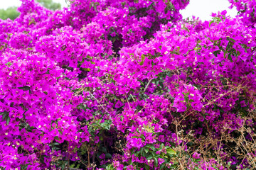 Obraz premium Pink Bougainvillea tree as a floral background . Magenta bougainvillea flowers.