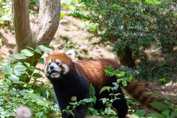 レッサーパンダ (多摩動物公園, 東京, 日本)