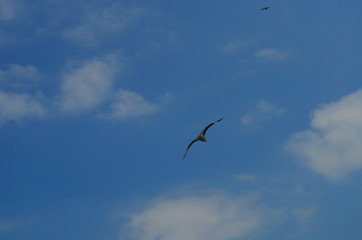 gull flying in the blue with white clouds sky