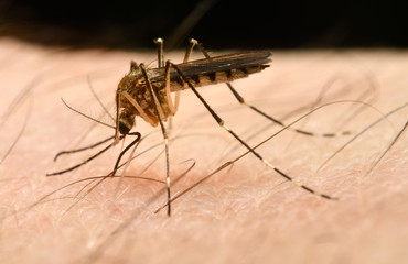 Close up of a female Mosquito beginning to puncture skin with needle like proboscis to draw blood