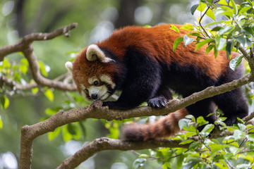 レッサーパンダ (多摩動物公園, 東京, 日本)
