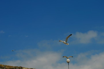gull flying in the blue with white clouds sky